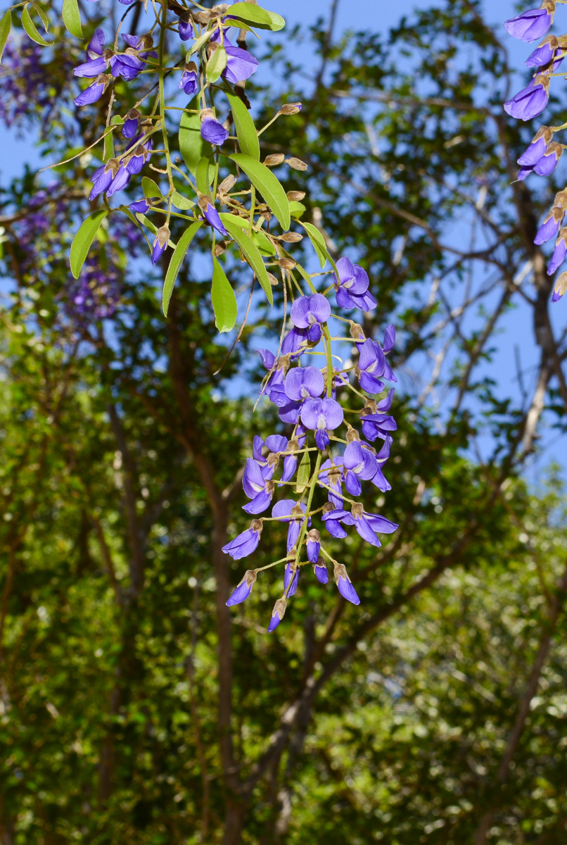 Image of Bolusanthus speciosus specimen.