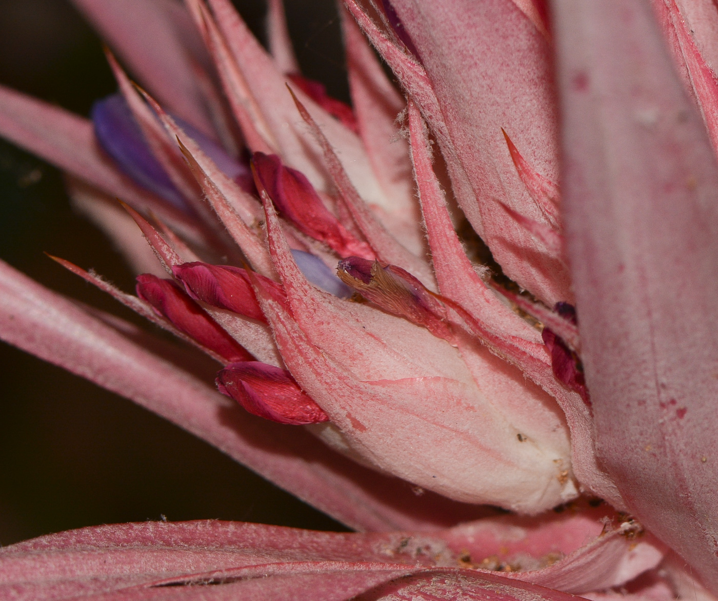 Image of Aechmea fasciata specimen.