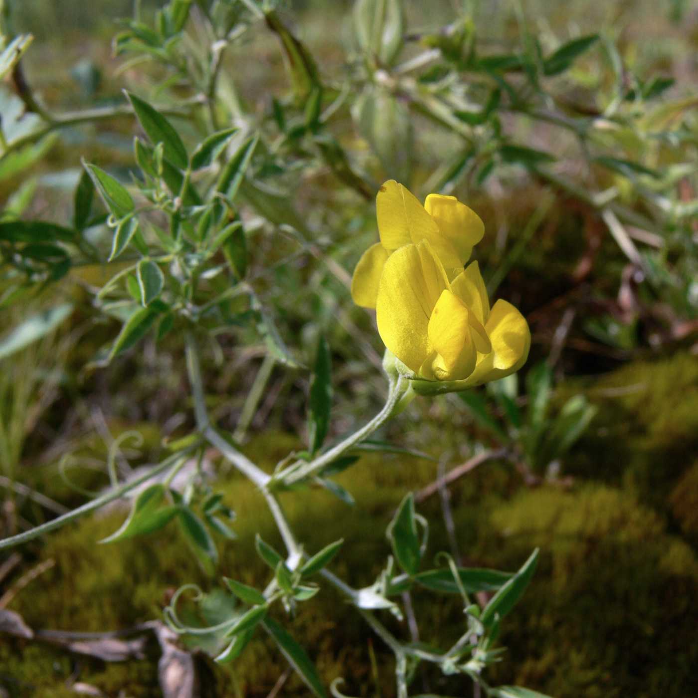 Изображение особи Lathyrus pratensis.