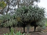 Dracaena draco