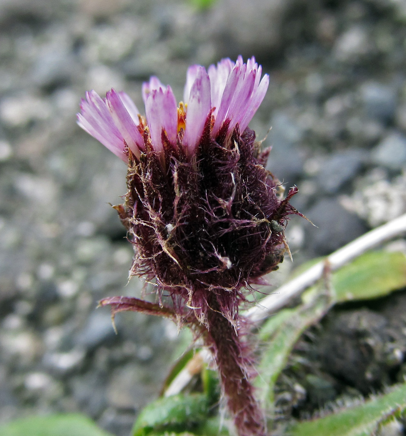 Изображение особи Erigeron humilis.