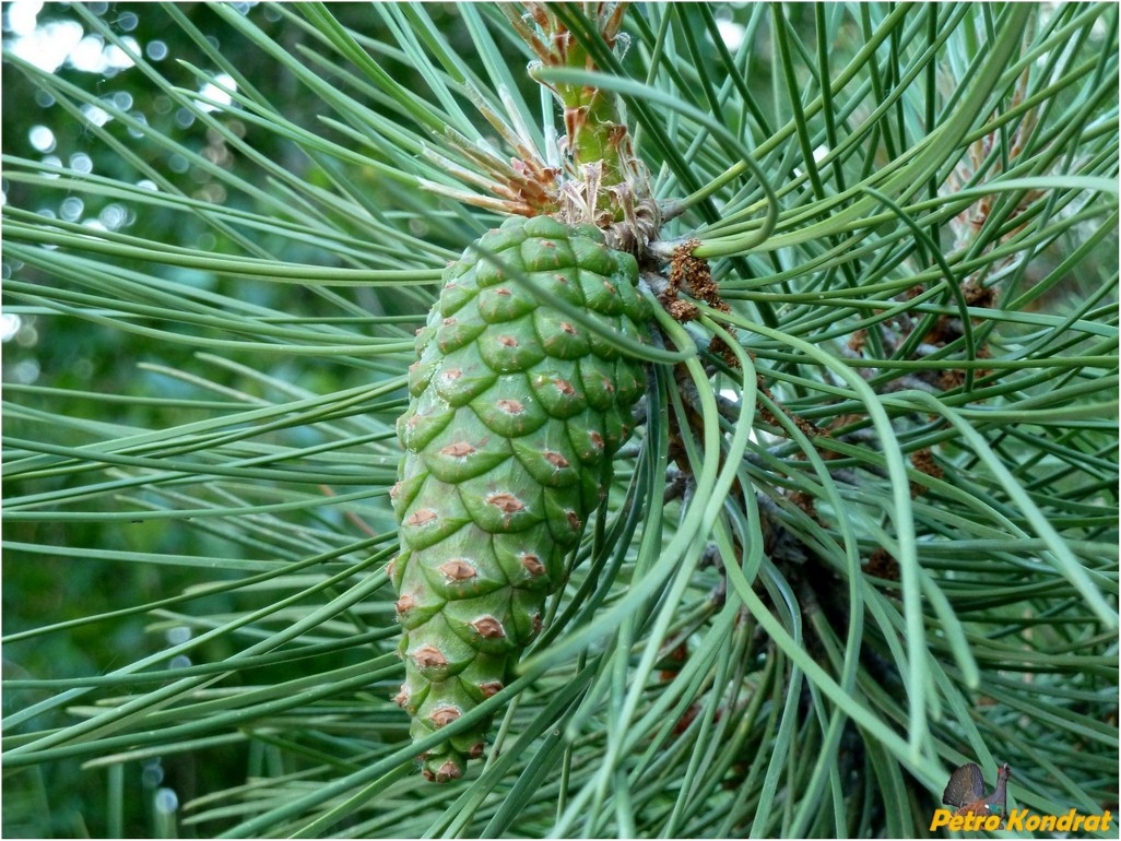 Изображение особи Pinus pallasiana.