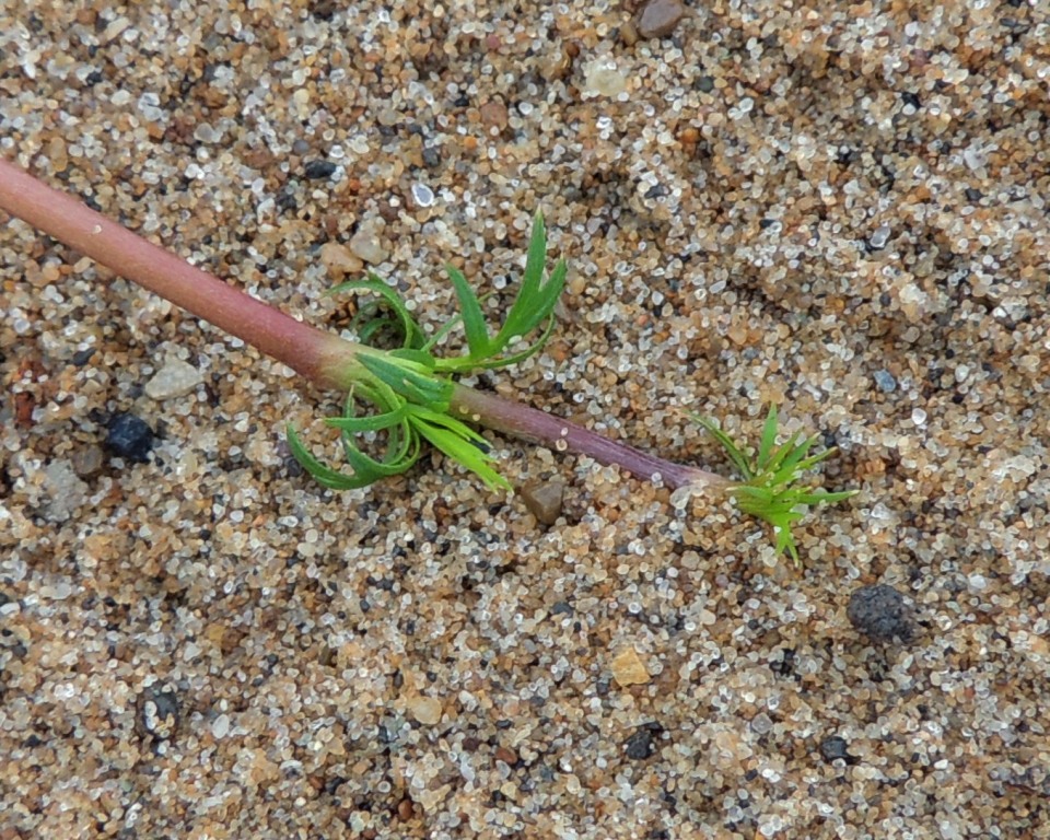 Image of Potentilla anserina specimen.