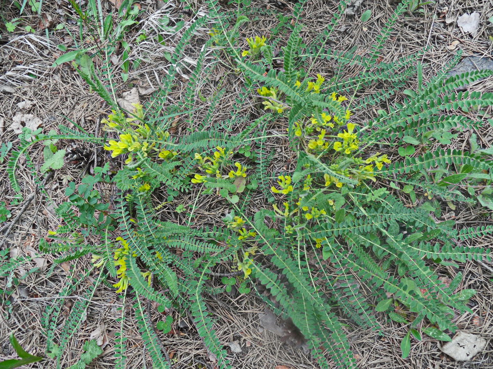 Изображение особи Astragalus polyphyllus.