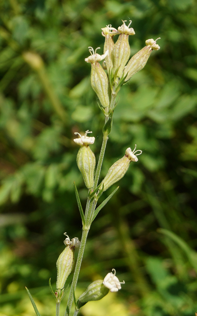 Image of Silene amoena specimen.