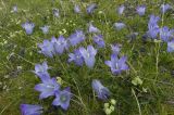 Campanula biebersteiniana. Цветущие растения. Кабардино-Балкария, южный склон Эльбруса, альпийский луг на высоте 3250 м, рядом со старой дорогой, которая идет на станцию \"Мир\". 19.07.2009.