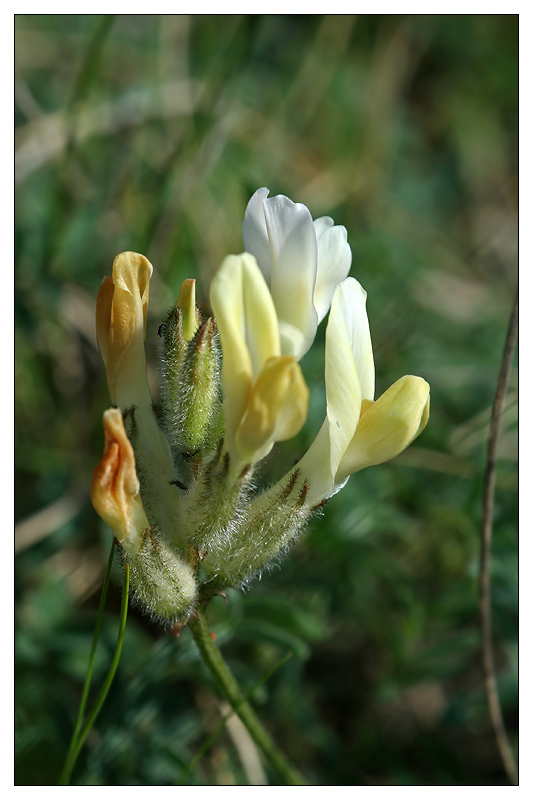 Image of Astragalus zingeri specimen.