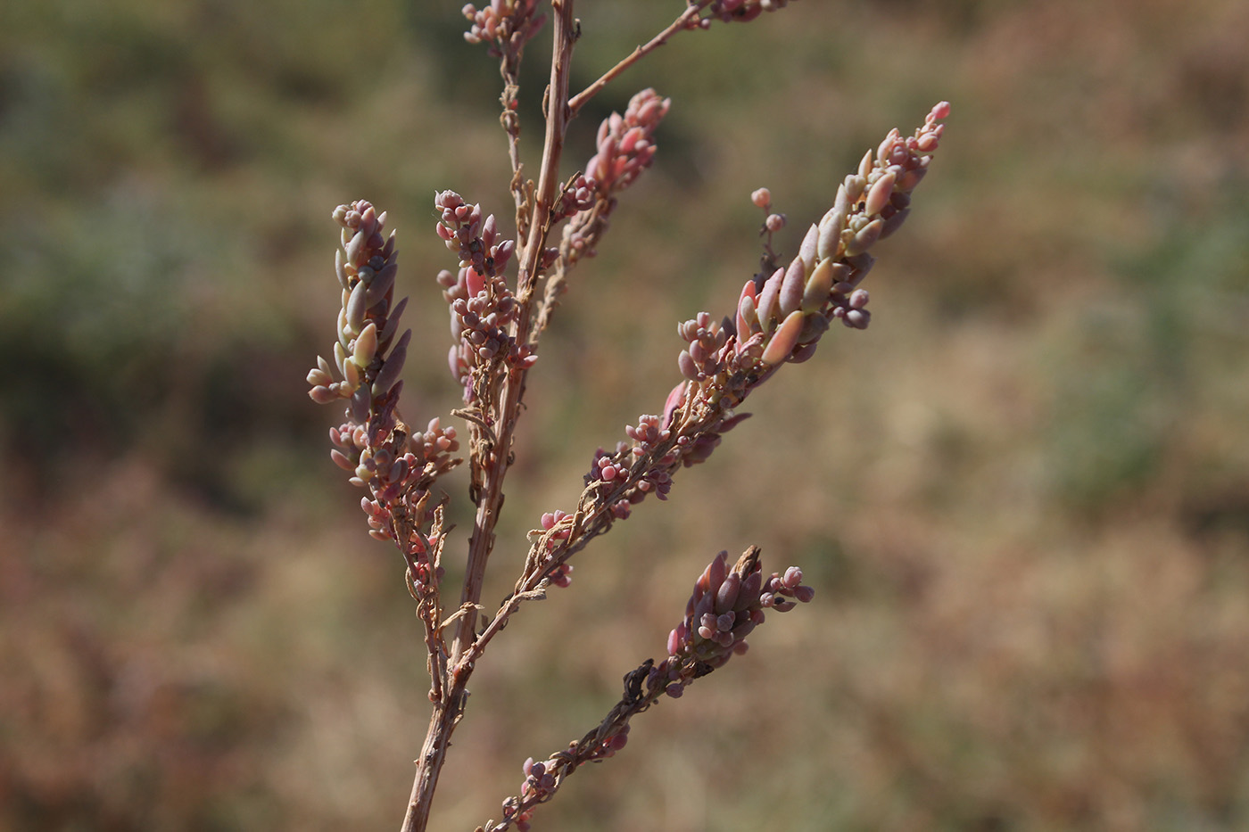 Изображение особи Suaeda linifolia.