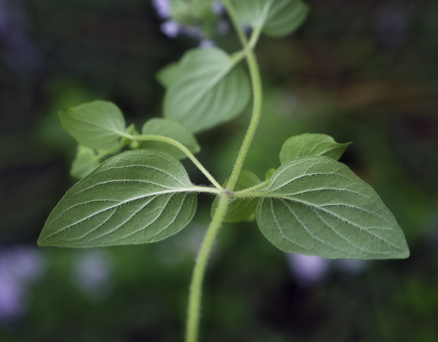 Image of Origanum vulgare specimen.