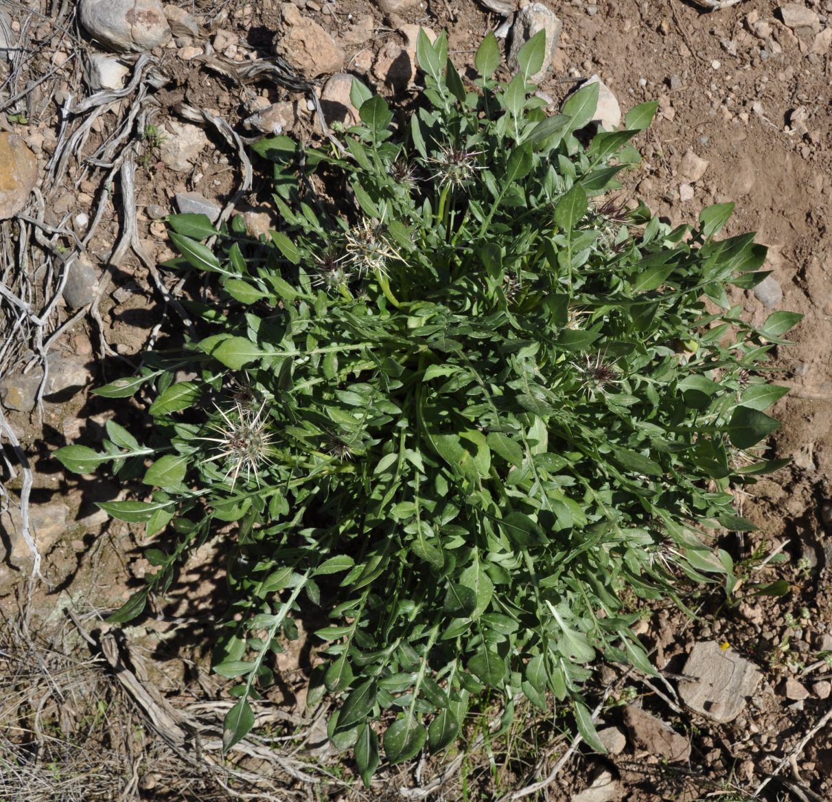 Image of Centaurea raphanina ssp. mixta specimen.