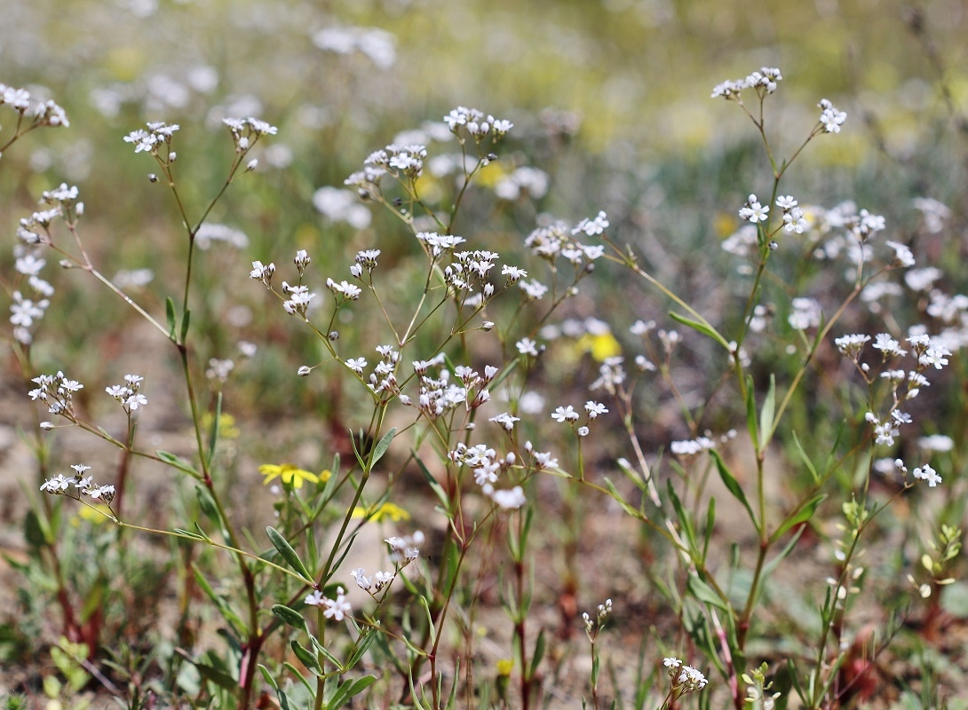 Image of Gypsophila heteropoda specimen.