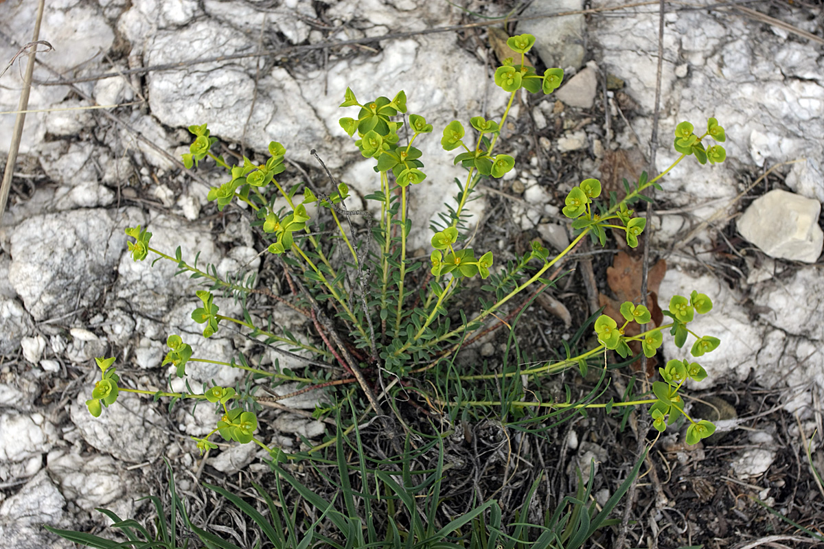 Image of Euphorbia petrophila specimen.