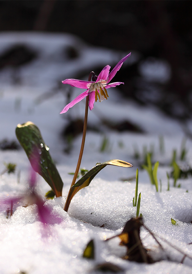 Image of Erythronium sibiricum specimen.