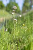 Cardamine pratensis. Цветущее растение. Санкт-Петербург, Петергоф, Луговой парк, берег ручья, разнотравно-злаковый луг. 26.05.2018.