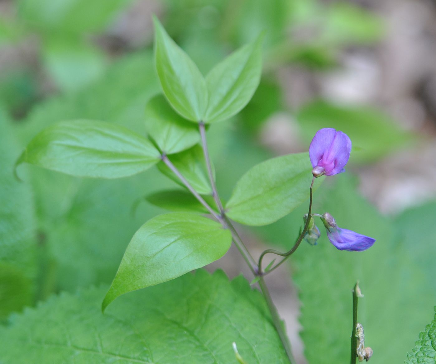 Изображение особи Lathyrus vernus.