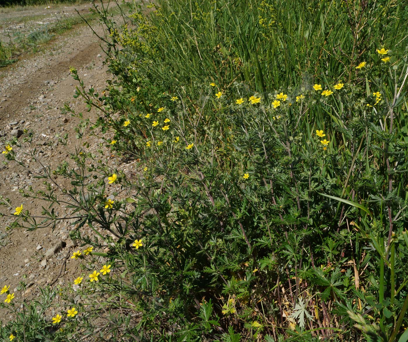 Изображение особи Potentilla canescens.