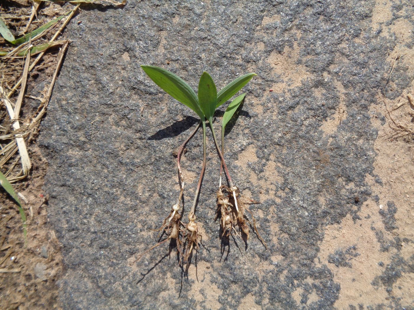 Image of Polygonatum odoratum specimen.