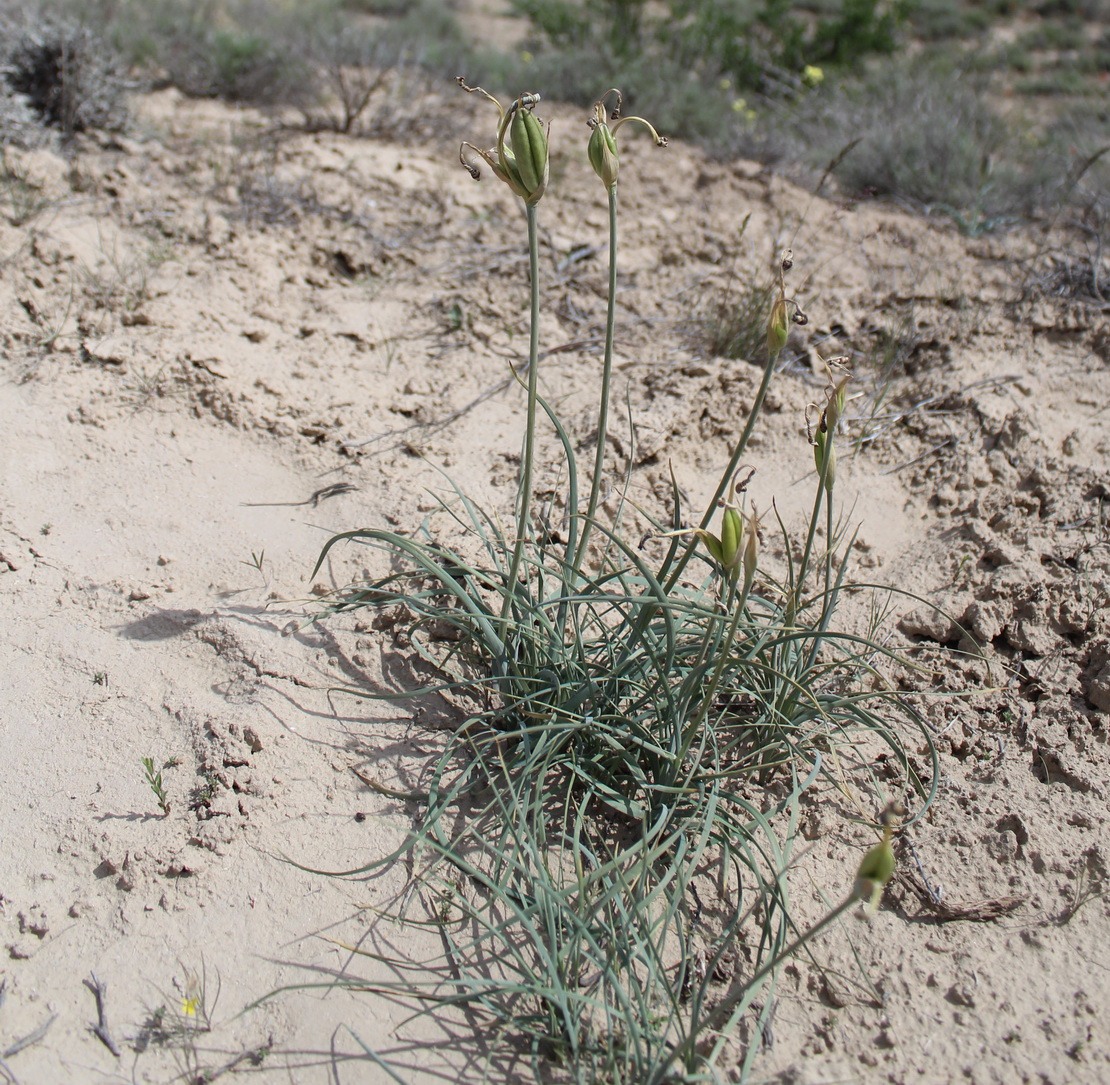 Image of Gynandriris maricoides specimen.