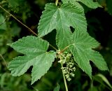 Humulus lupulus