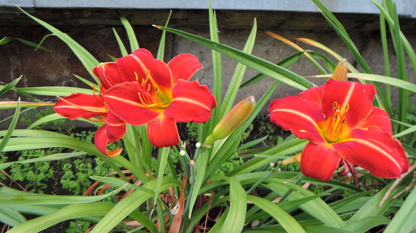 Image of Hemerocallis &times; hybrida specimen.