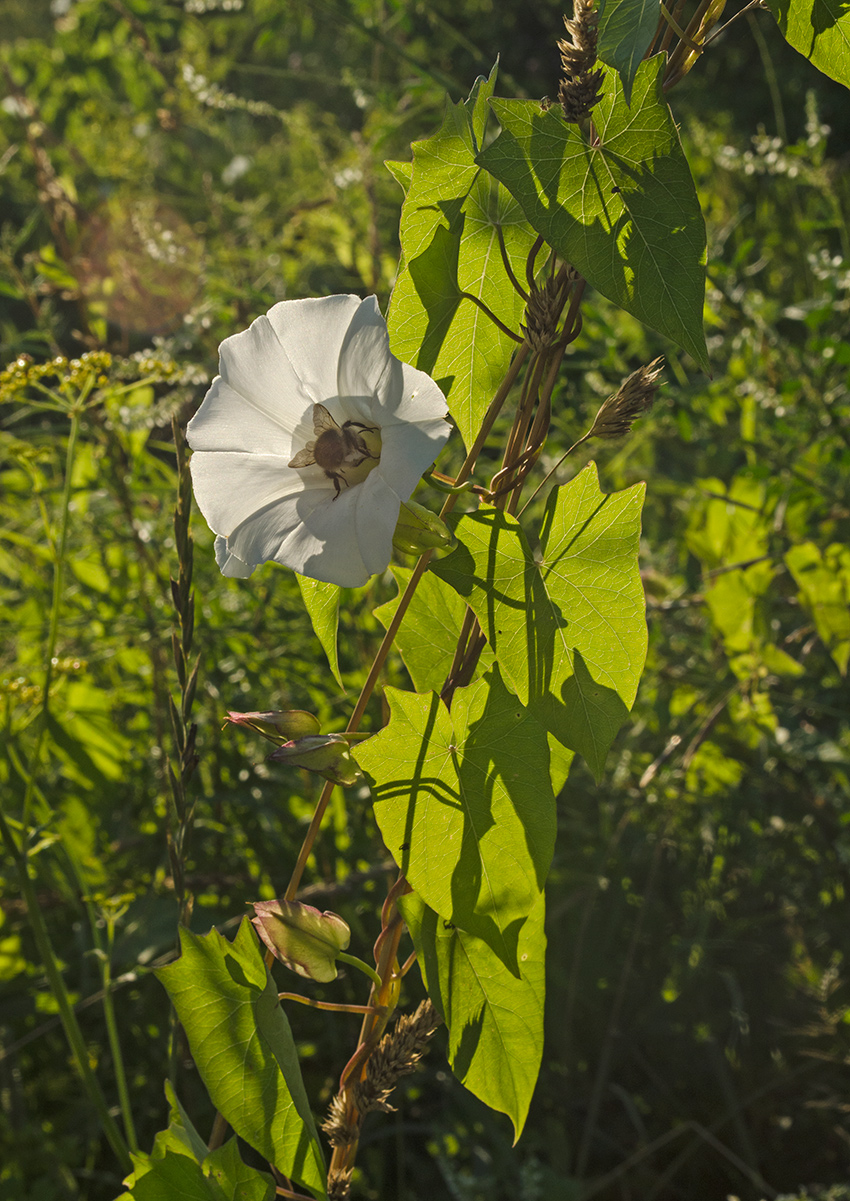 Изображение особи Calystegia sepium.