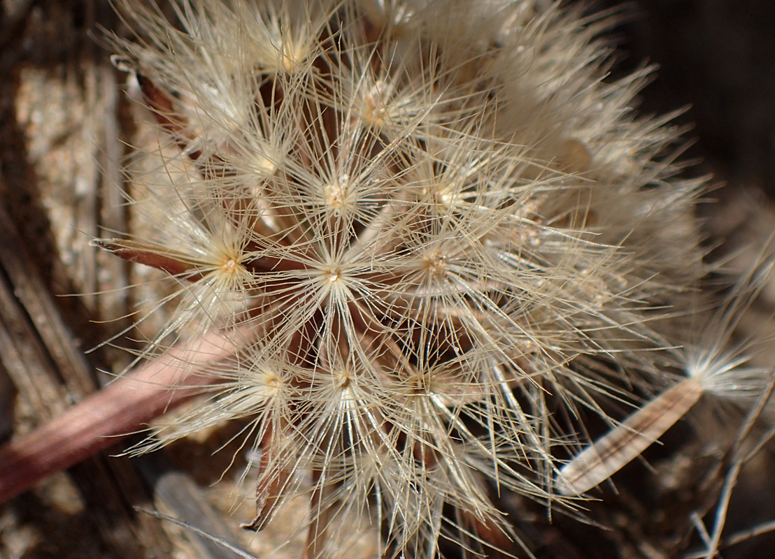 Image of Hyoseris lucida specimen.