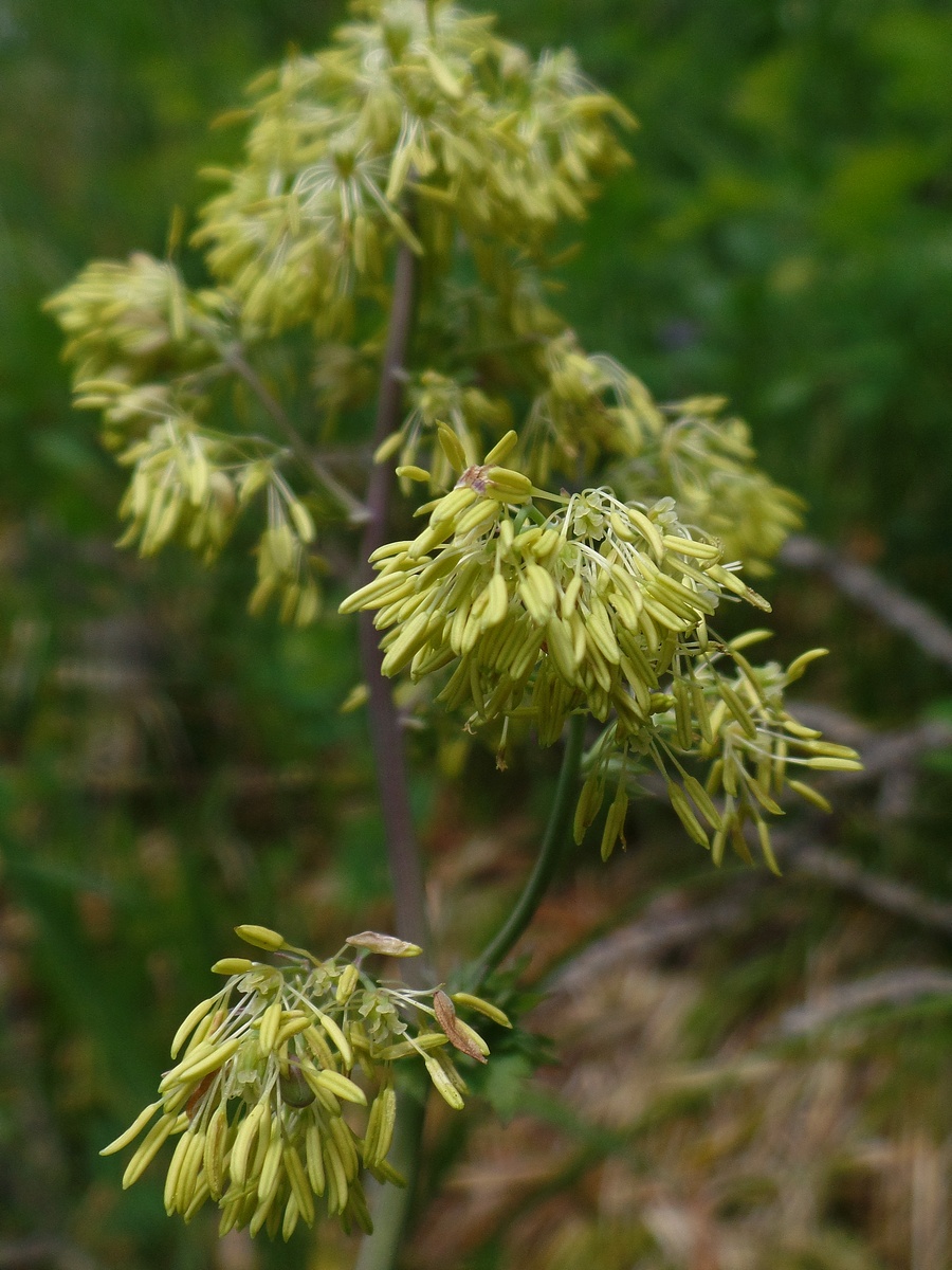 Изображение особи Thalictrum minus.