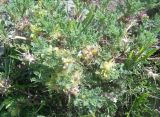 Astragalus aureus