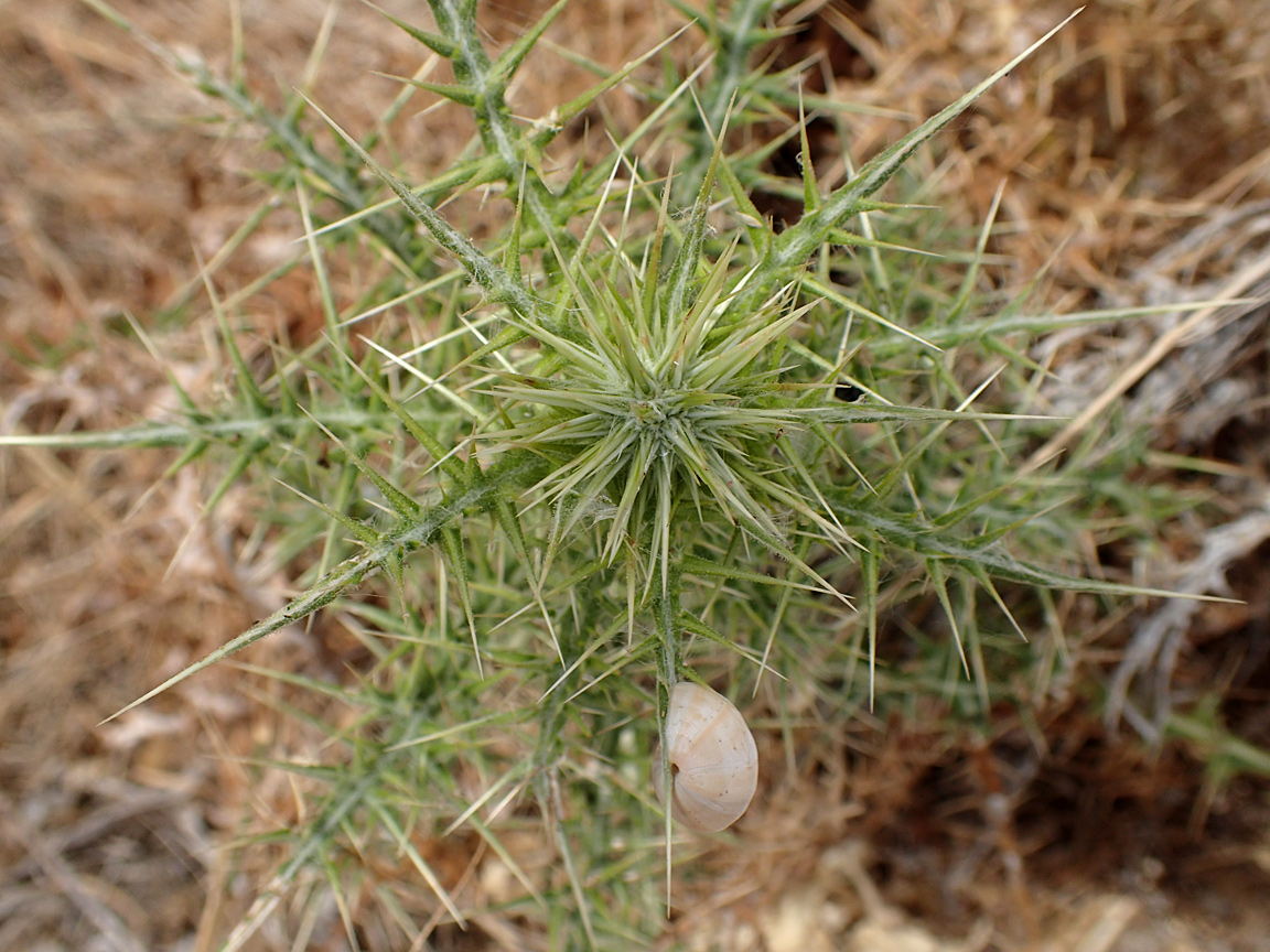 Image of Echinops spinosissimus specimen.