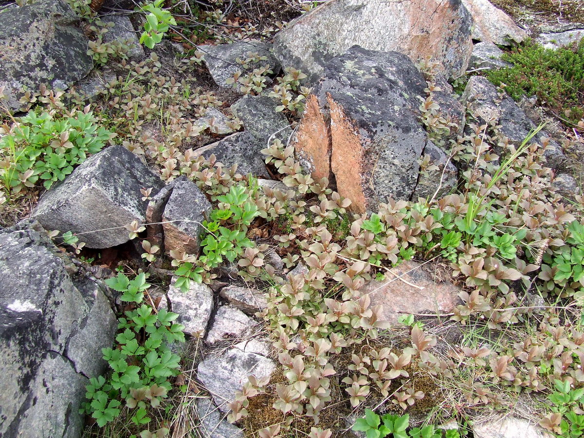 Image of Trientalis europaea specimen.