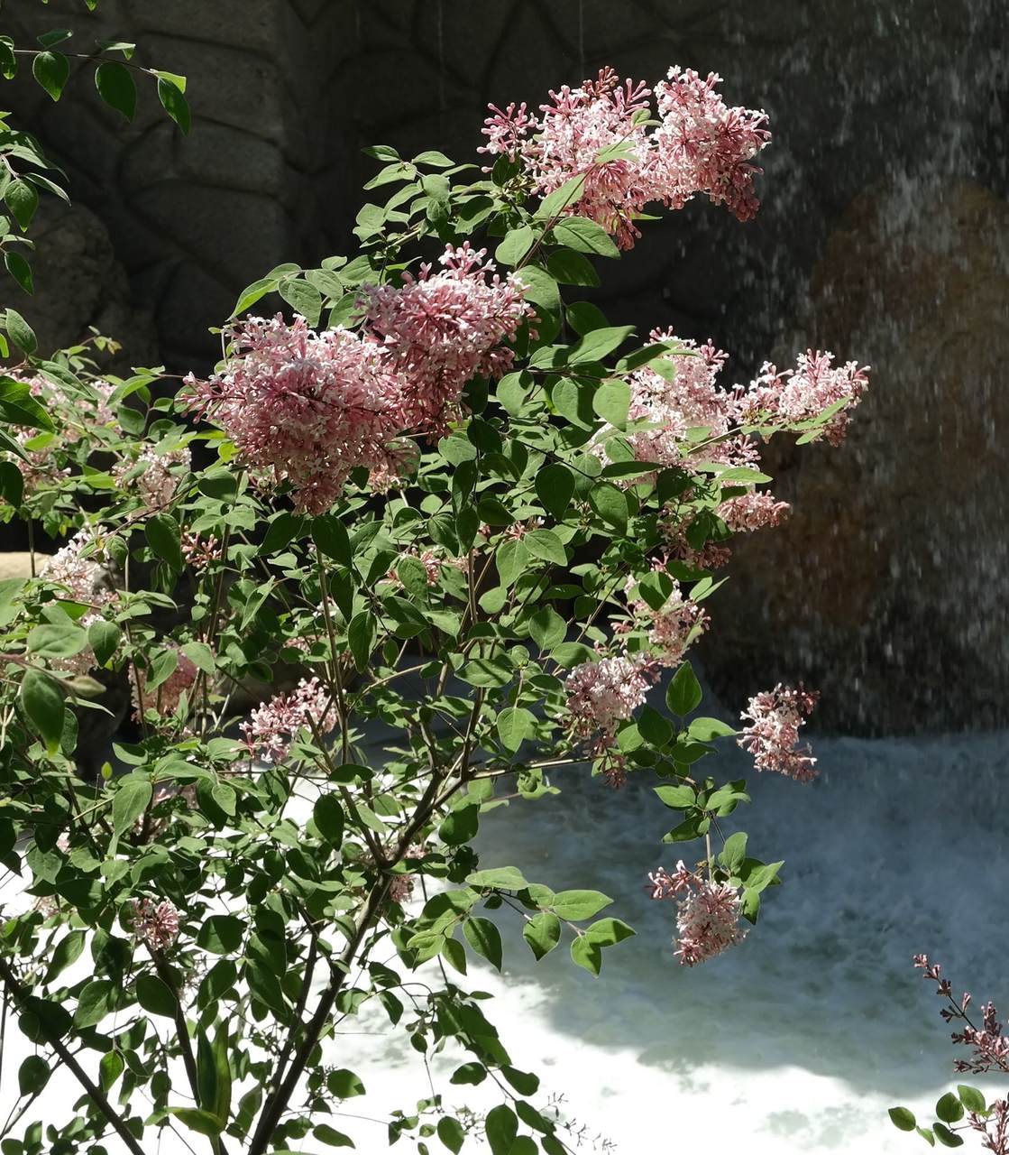 Image of Syringa microphylla specimen.