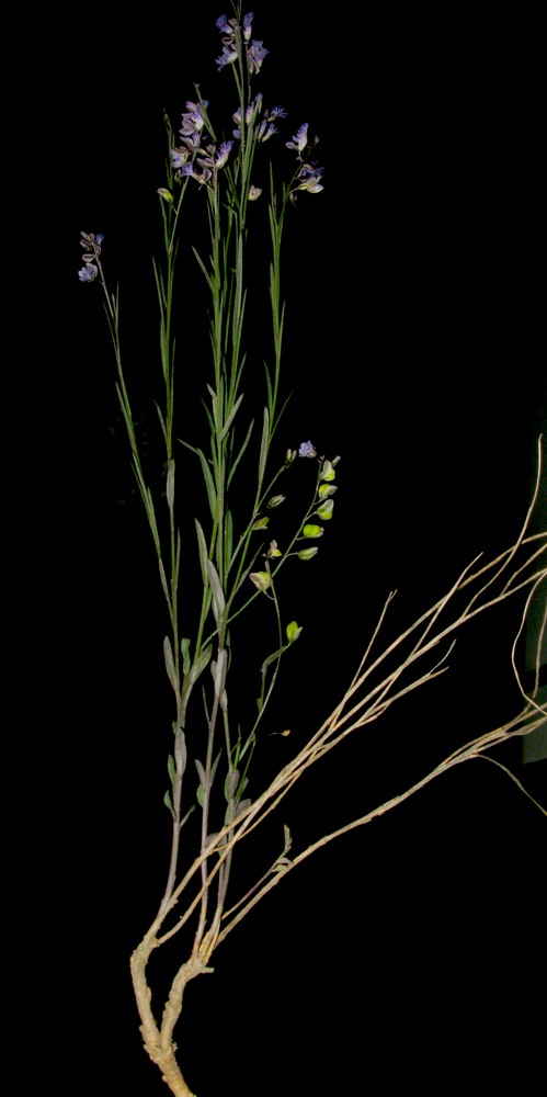 Image of Polygala tenuifolia specimen.