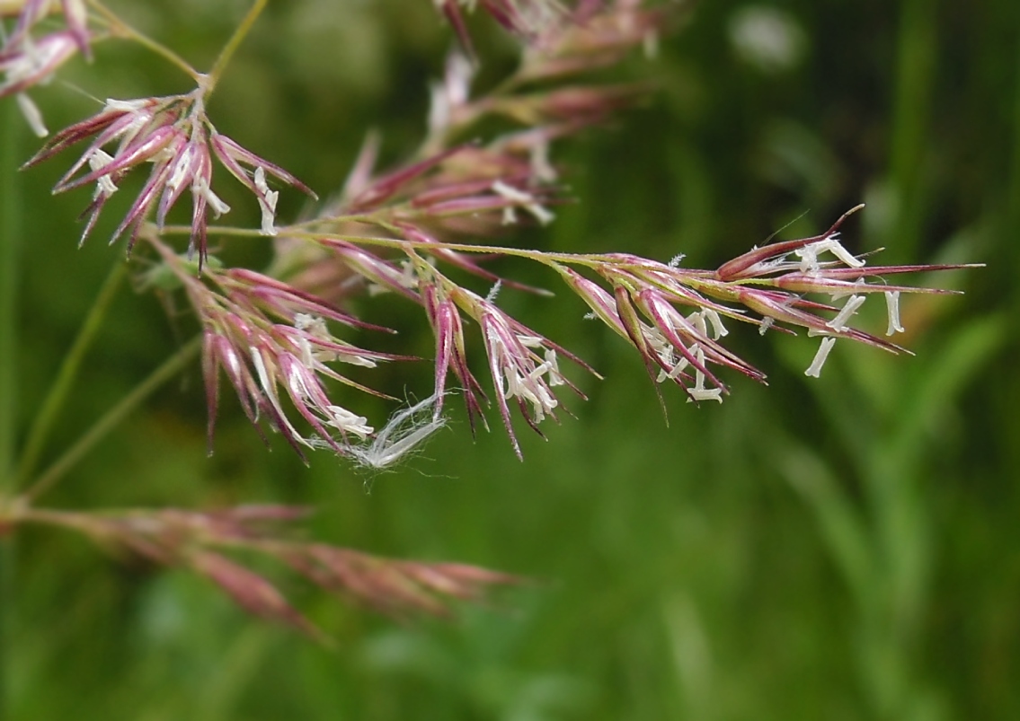 Image of Calamagrostis epigeios specimen.