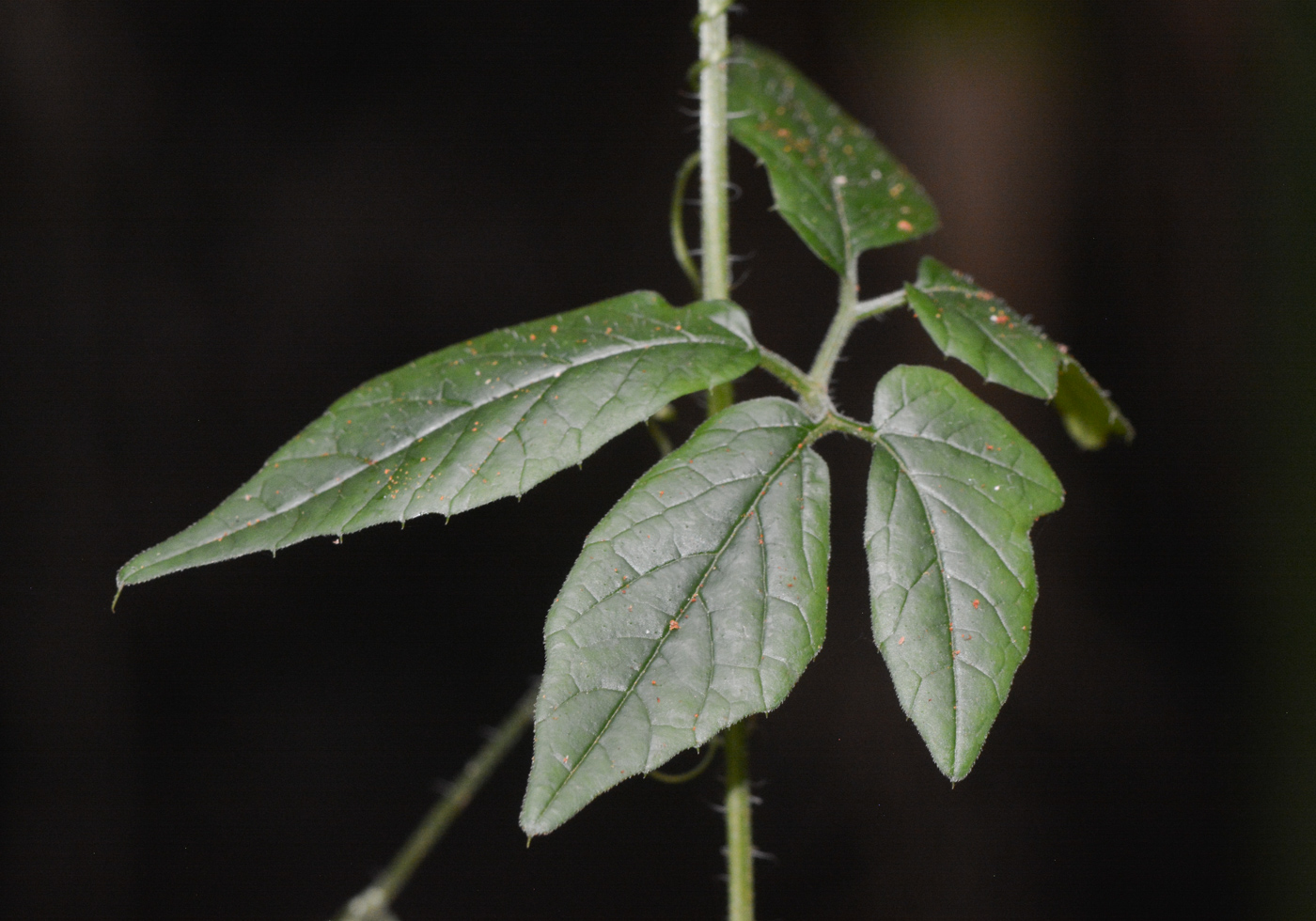 Image of Momordica anigosantha specimen.