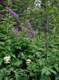 Aconitum septentrionale