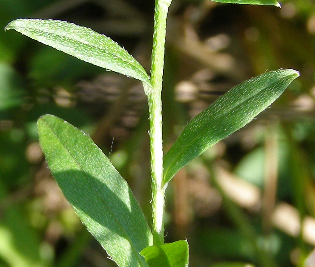 Изображение особи Myosotis palustris.