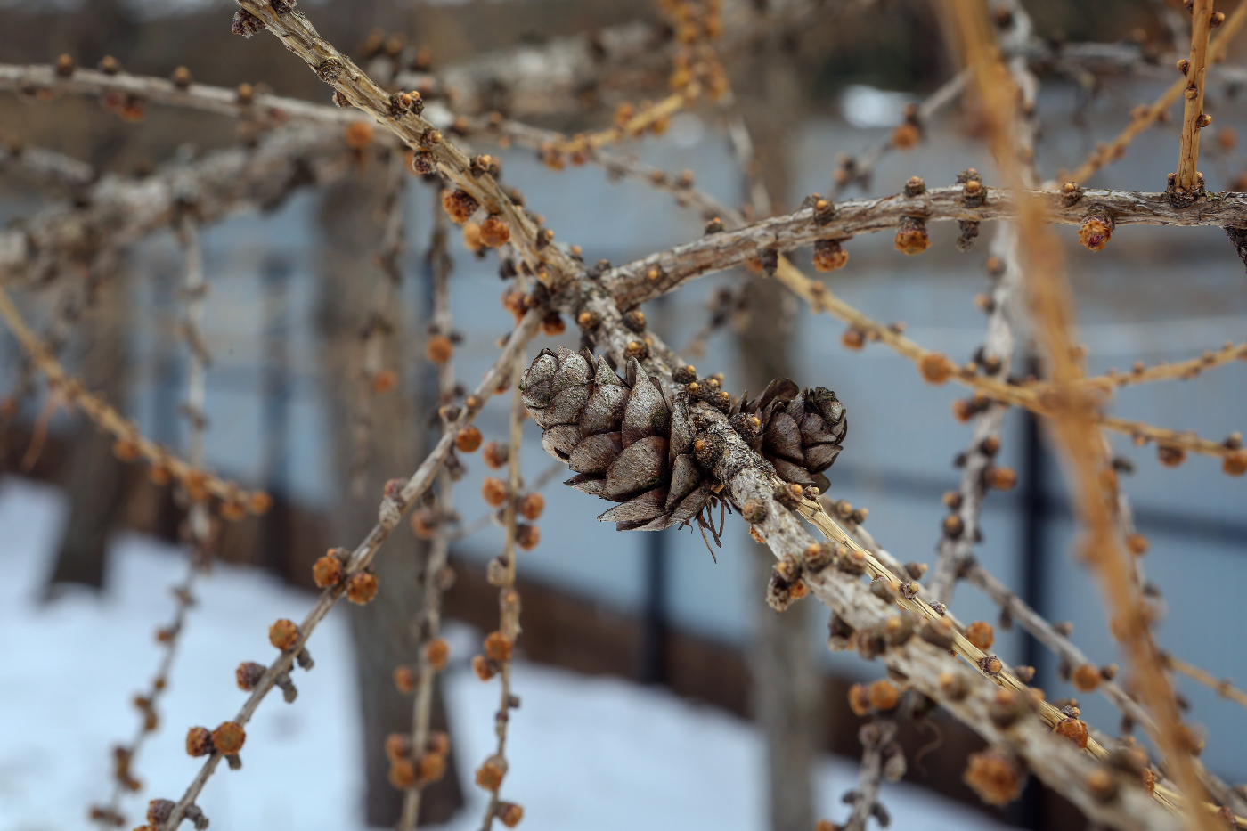 Изображение особи Larix sibirica.