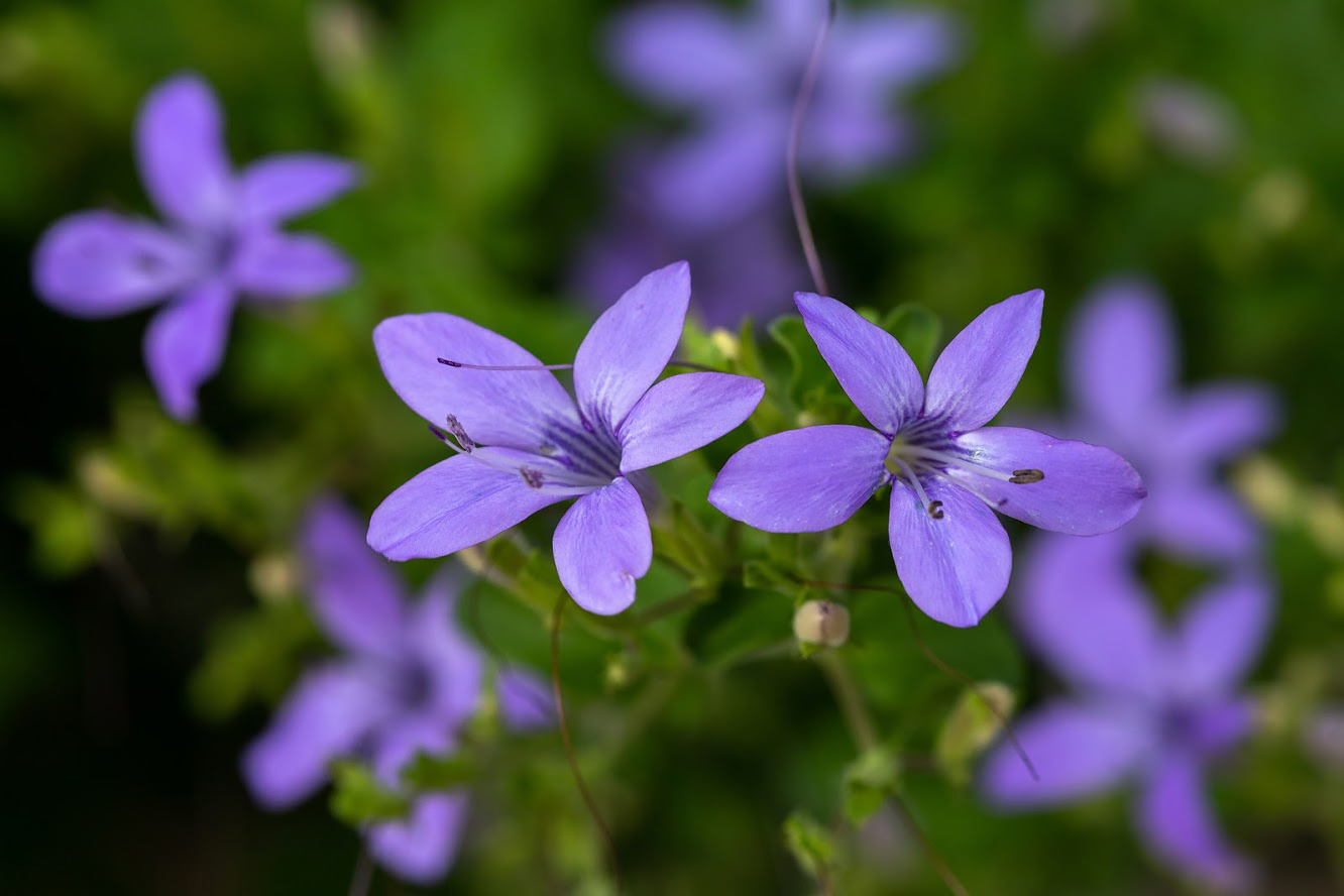 Image of Barleria obtusa specimen.