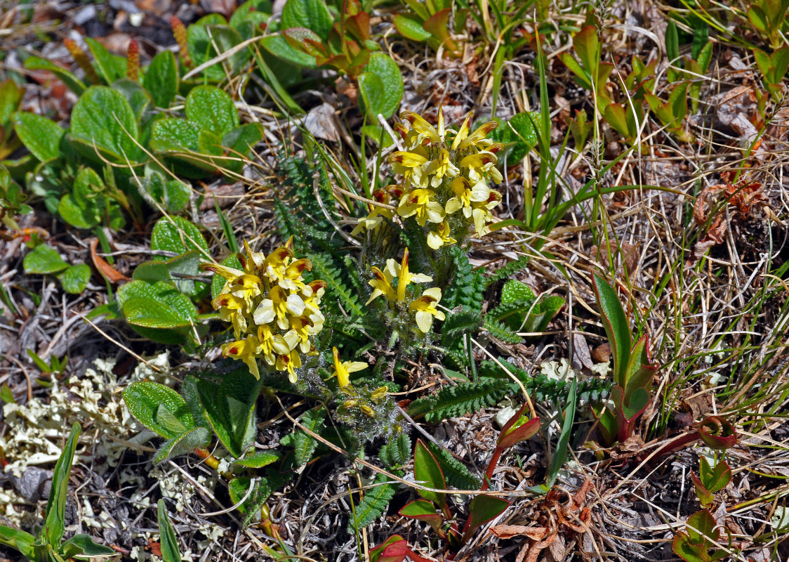 Image of Pedicularis oederi specimen.