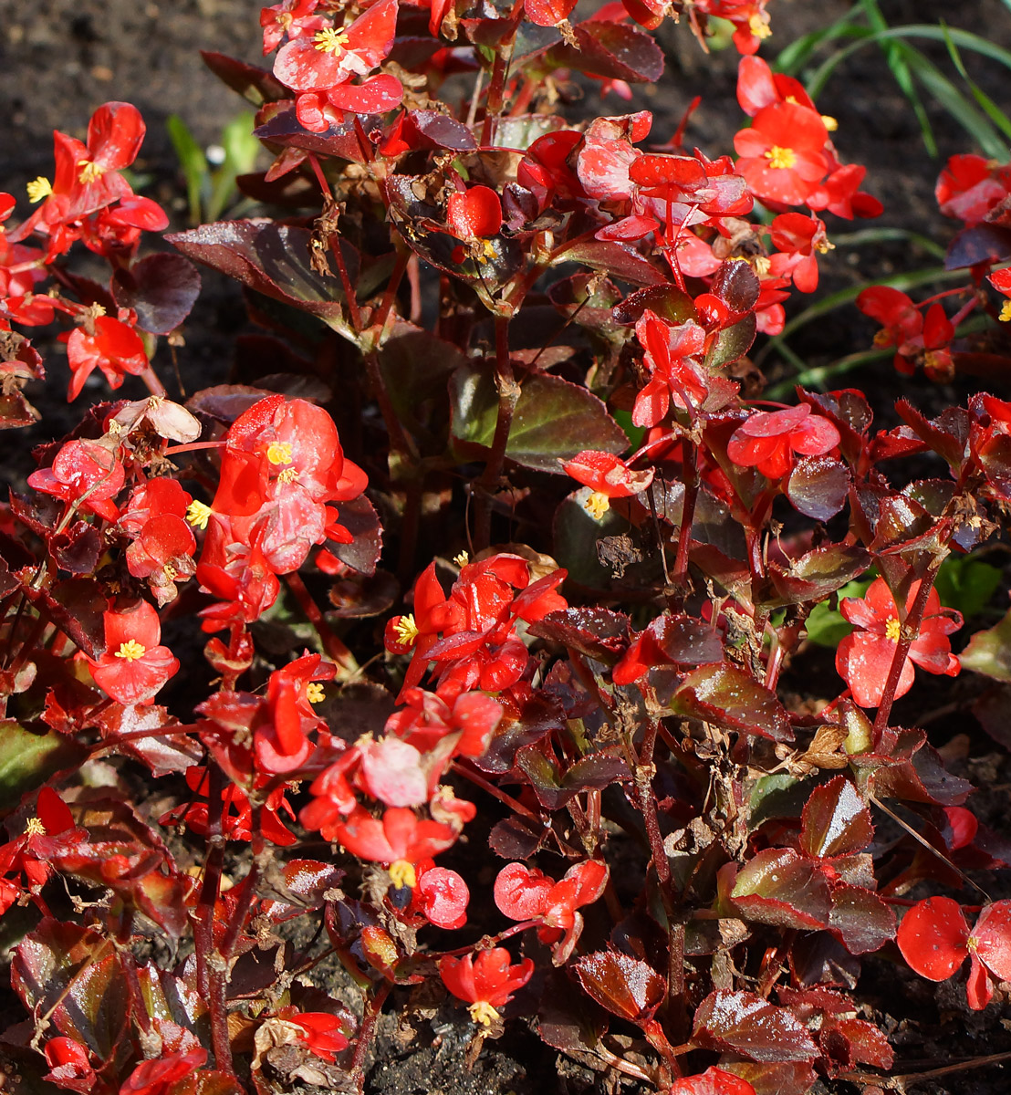 Image of Begonia &times; hortensis specimen.