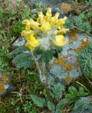 Phlomoides speciosa