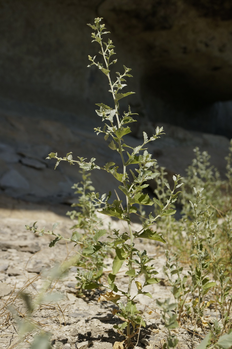 Image of Atriplex rosea specimen.