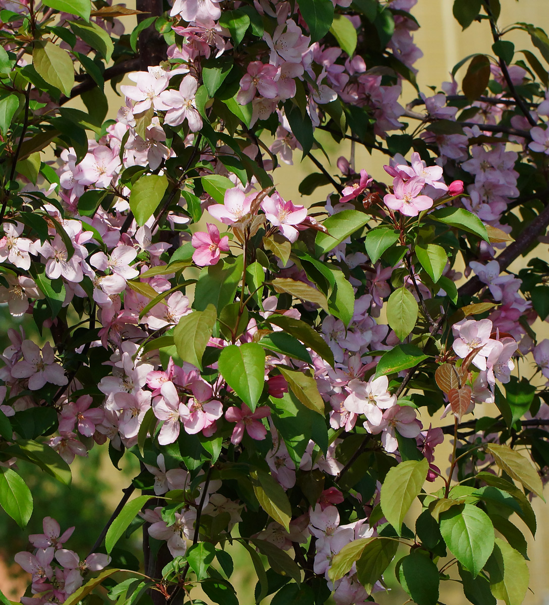 Image of Malus &times; purpurea specimen.