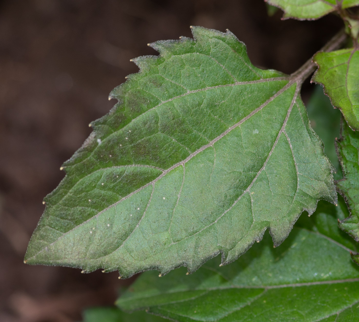 Image of Acmella ciliata specimen.