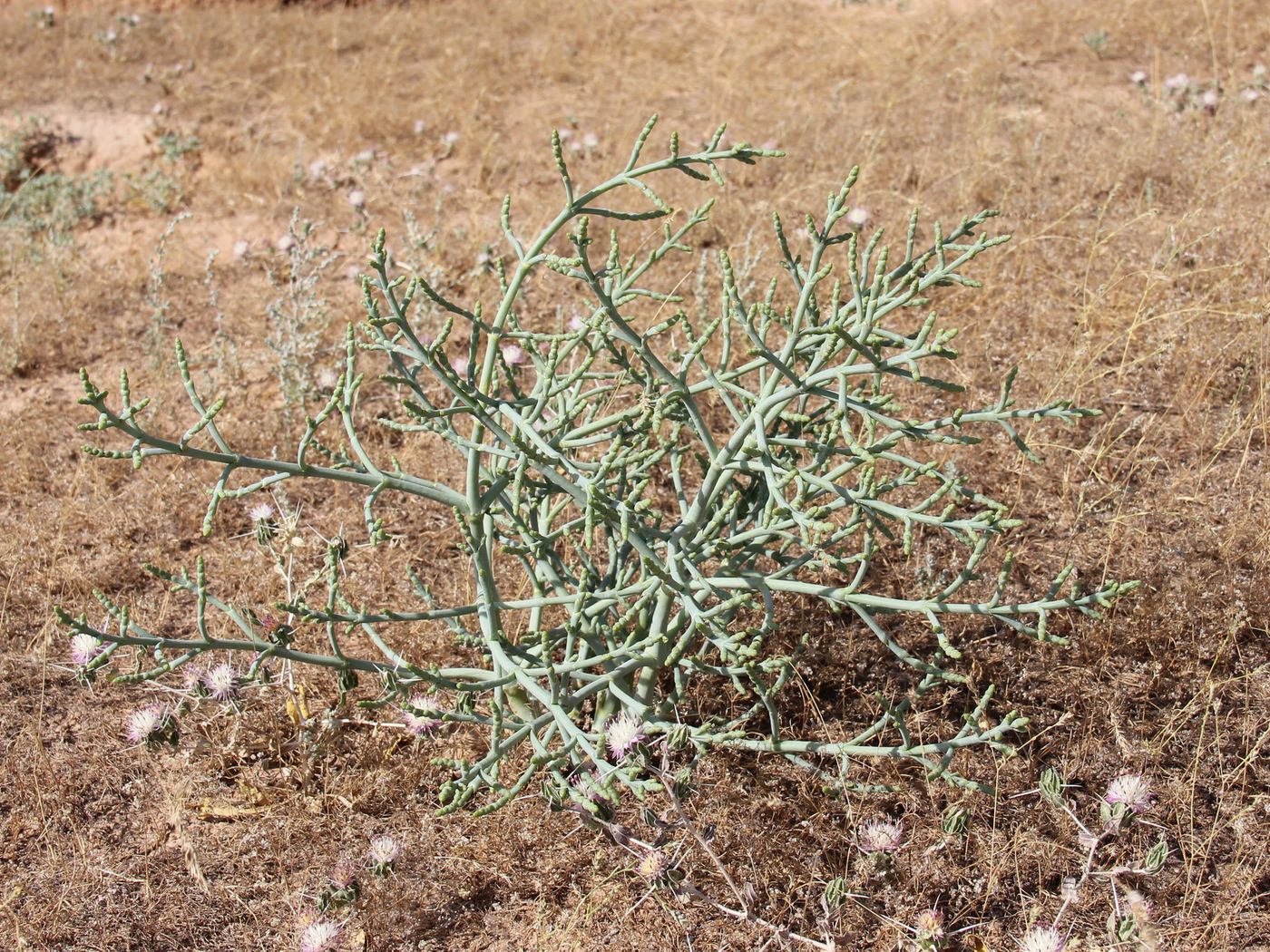 Image of Anabasis turkestanica specimen.