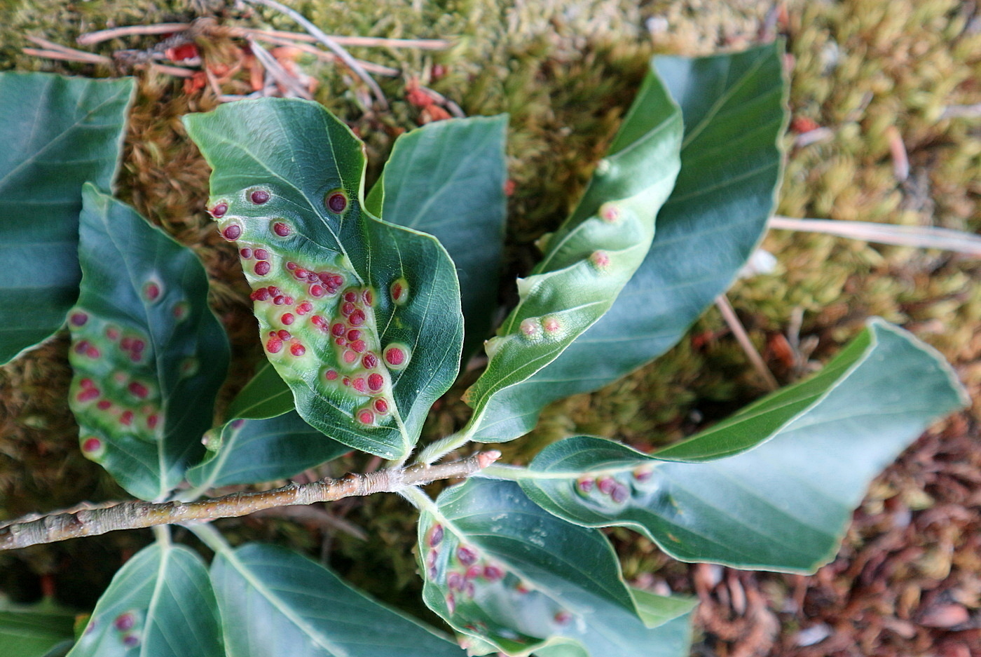 Image of Fagus orientalis specimen.