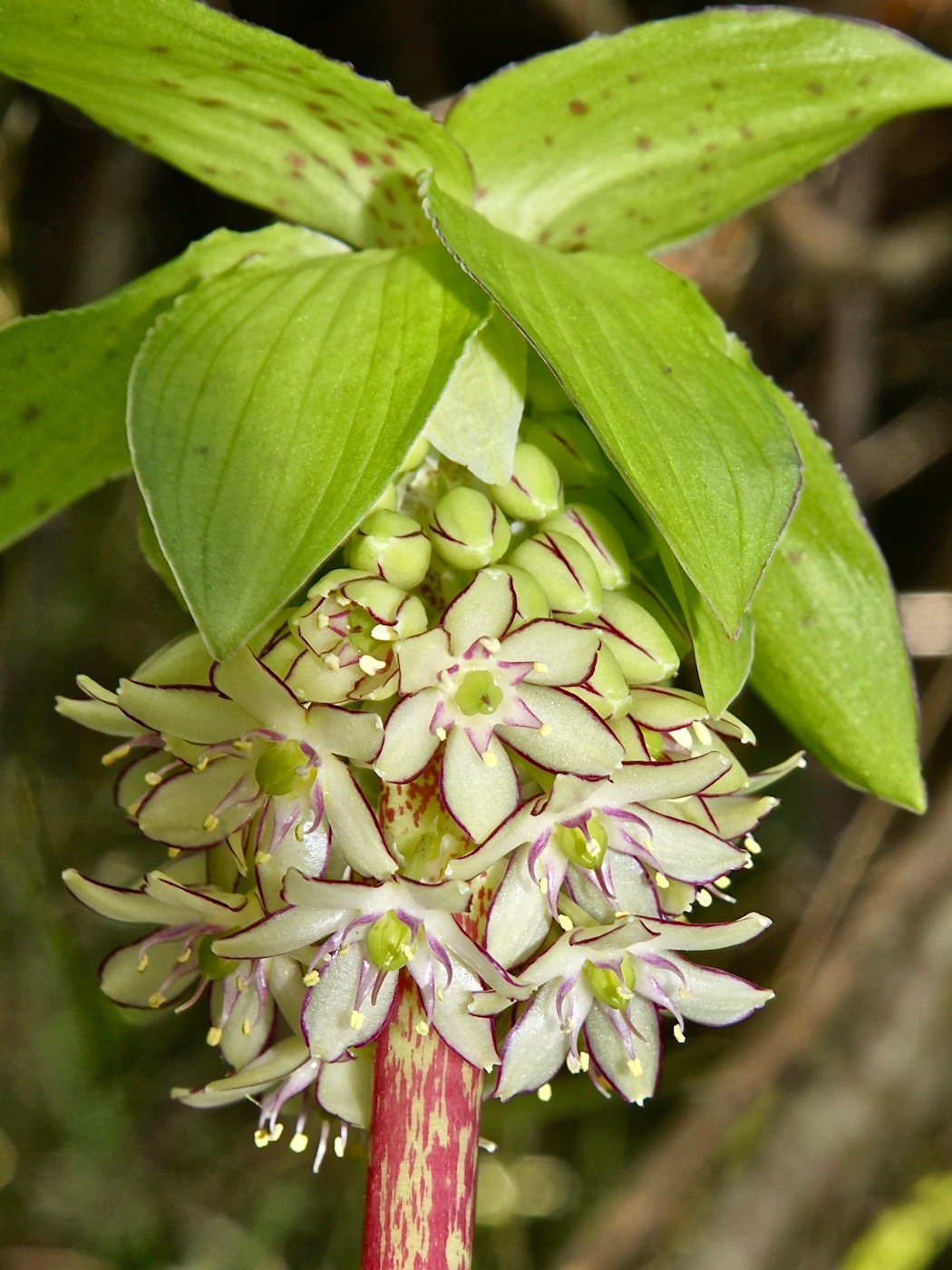 Image of Eucomis bicolor specimen.