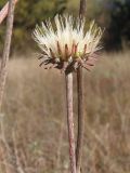 Jurinea pseudocyanoides. Верхушка побега с соплодием. Украина, г. Запорожье, центральная часть о-ва Хортица, участок со степной растительностью. 18.10.2020.