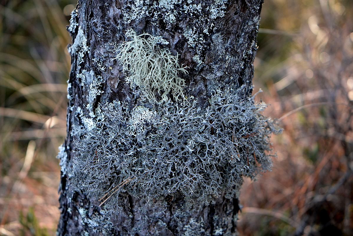 Image of Pseudevernia furfuracea specimen.