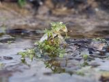 семейство Caryophyllaceae. Верхушки вегетирующих растений. Краснодарский край, Крымский р-н, окр. станицы Неберджаевская, ур. Темрючки, буково-грабово-дубовый лес, устье небольшого ручья. 16.01.2021.